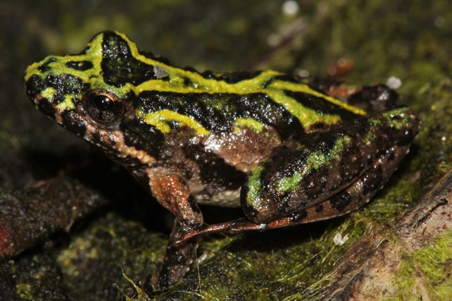 A dark frog with bright green coloring going from head to tail. 
