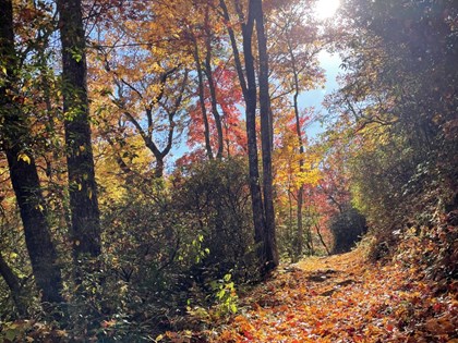 A leaf covered trail meanders through a forest which is bright with fall foliage.