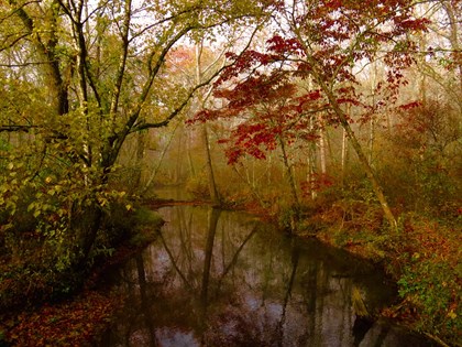 A quiet stream with mist and trees with fall foliage lingering over it.