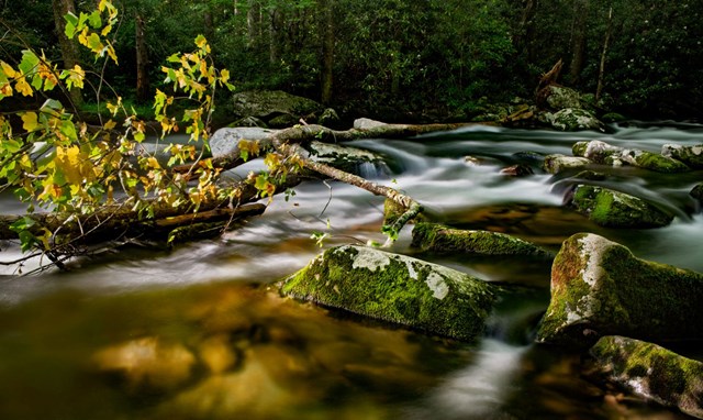 An exposed picture of a stream flowing with fallen trees and mossy rocks.
