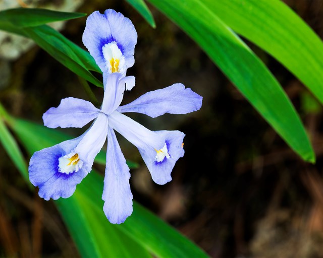 A dwarf crested iris flower.