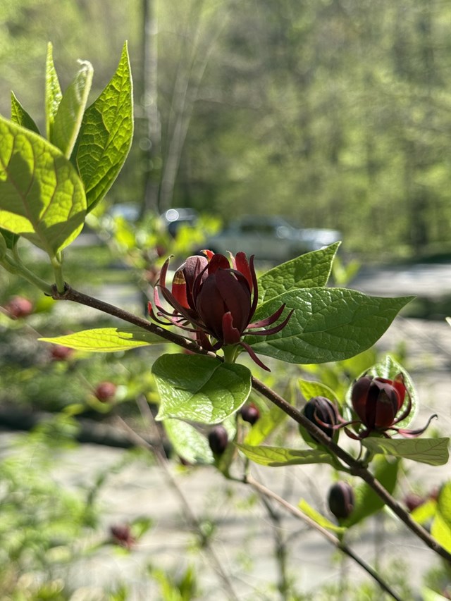 A maroon-colored flower surrounded by green leaves.