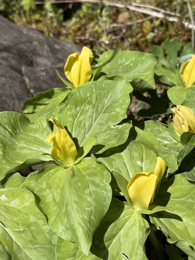 A few yellow trilliums with large green leaves.