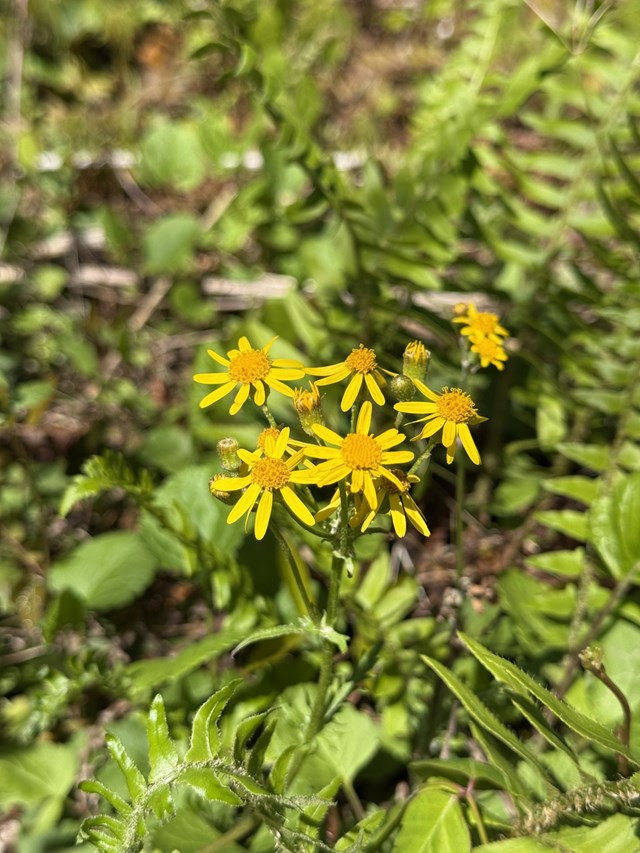 A cluster of small yellow flowers with several pedals.