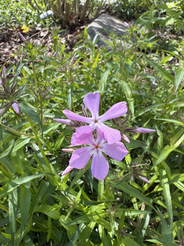 Two purple-pink phlox blooms backed by green foliage.