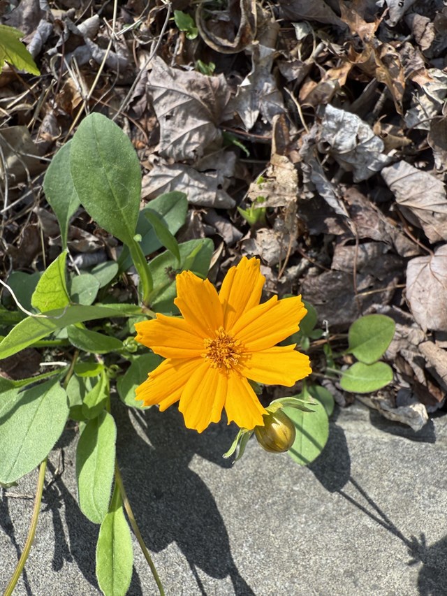 An 8 pedaled orange flower with a few smaller green leaves.