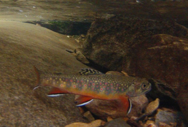Brook trout swimming at bottom of stream.