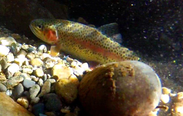 A rainbow trout hiding at the bottom of a stream.
