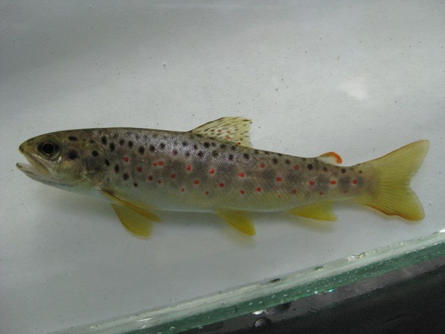 A brown trout with a white background.
