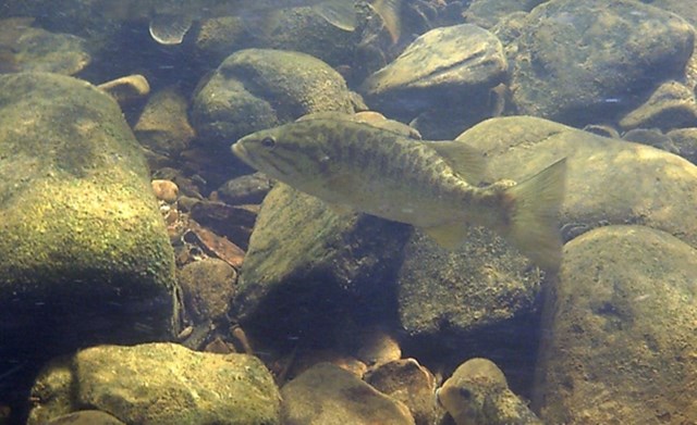 Smallmouth bass swimming in a rocky stream.