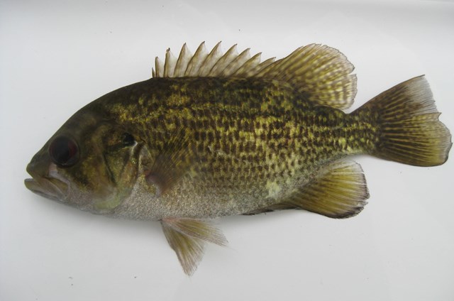 A rock bass on a white background.