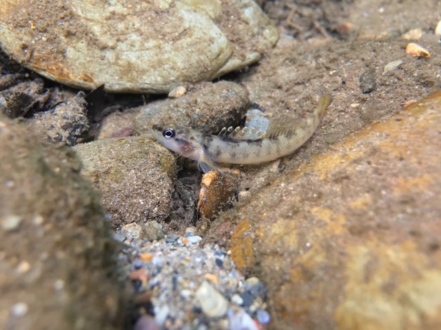 A citico darter on a stream floor.