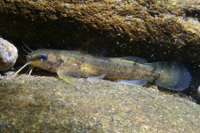 Yellowfin madtom in between rocks.