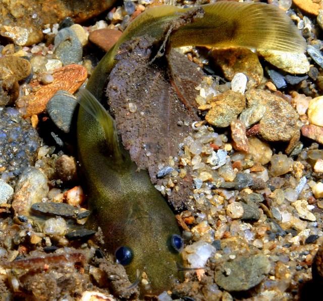 Smoky madtom hiding in stream gravel.