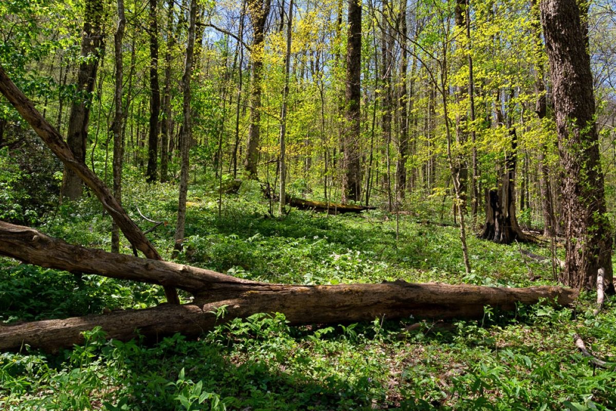 A bright green forest blanketed in wildflowers