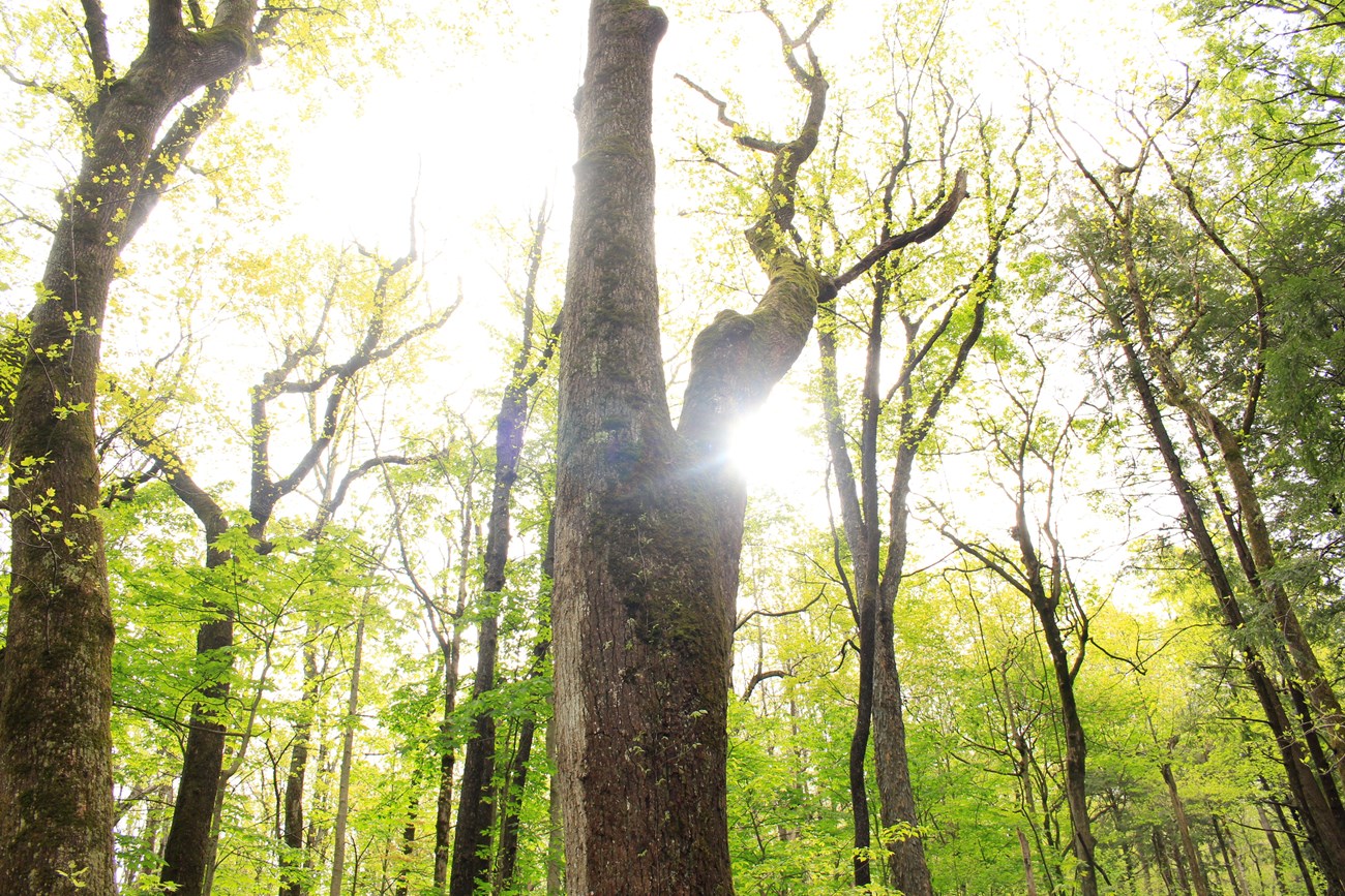 A tall tulip tree with sun beaming out from behind it.