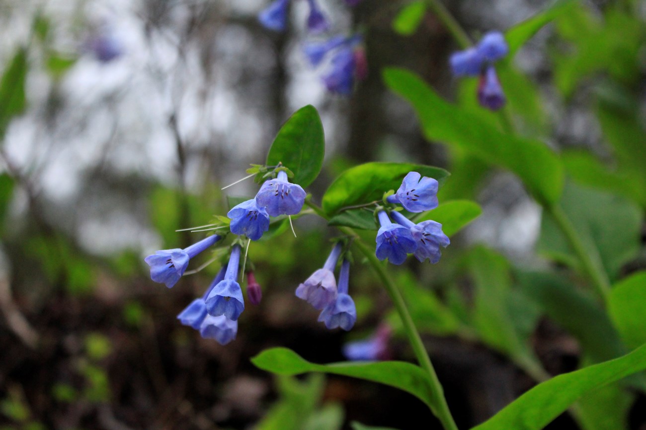 Small blue cup shaped flower off a long green leafed stem.