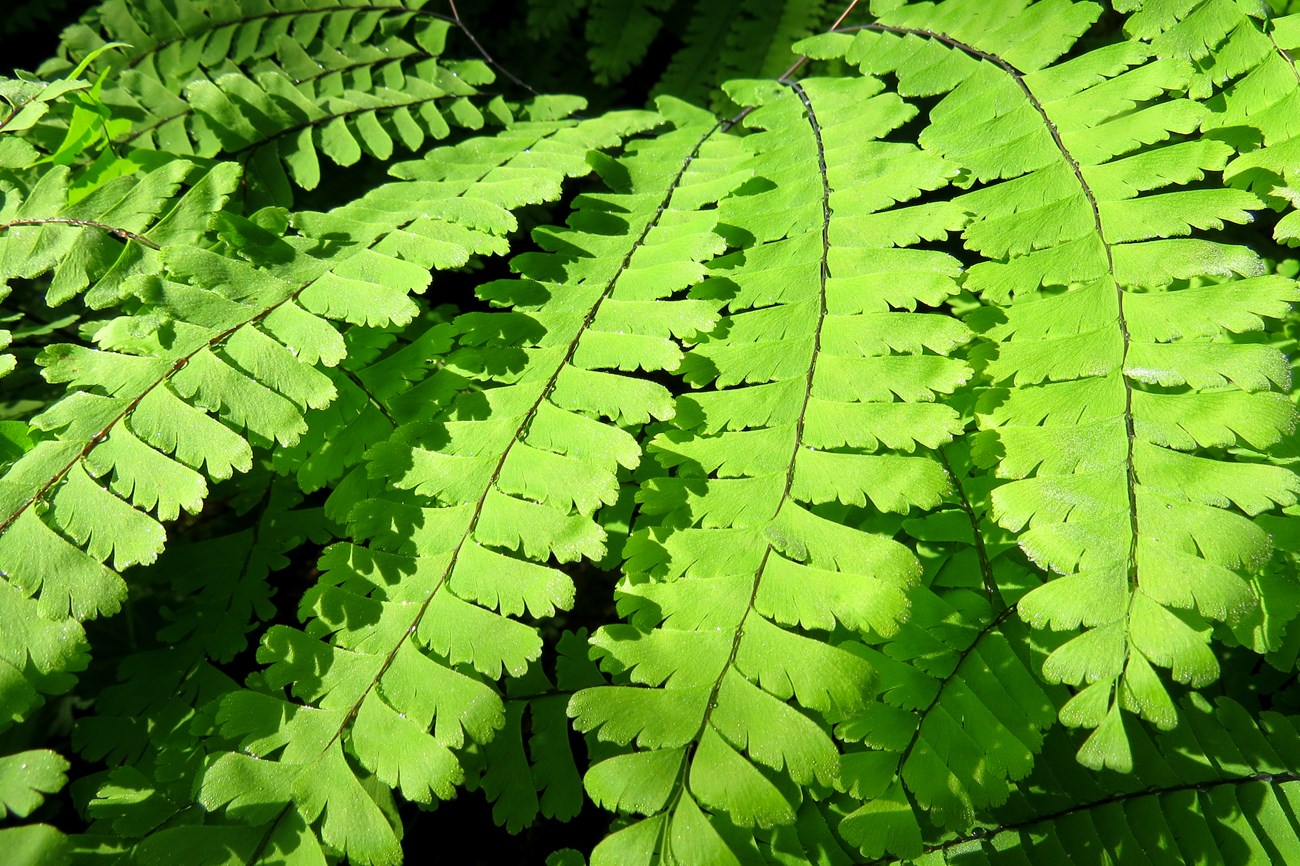 A few bright green leaves of ferns.