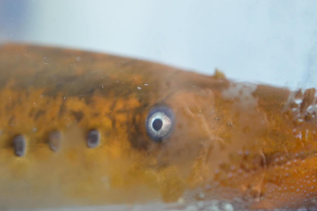 A close up of a sea lamprey's eye. Three gills are visible in a straight line behind the eye.