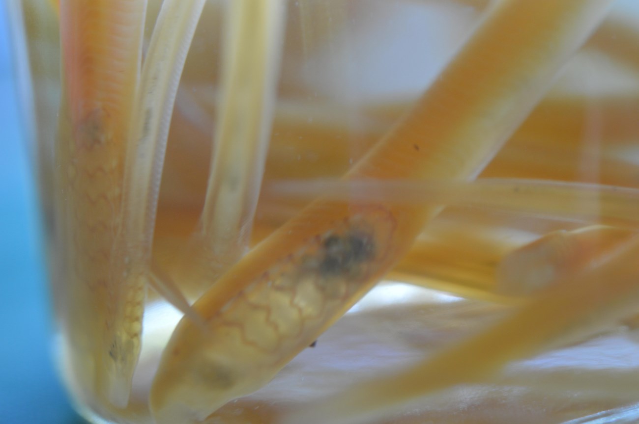 Thin, yellow sea lamprey larva are submerged in a container of water.