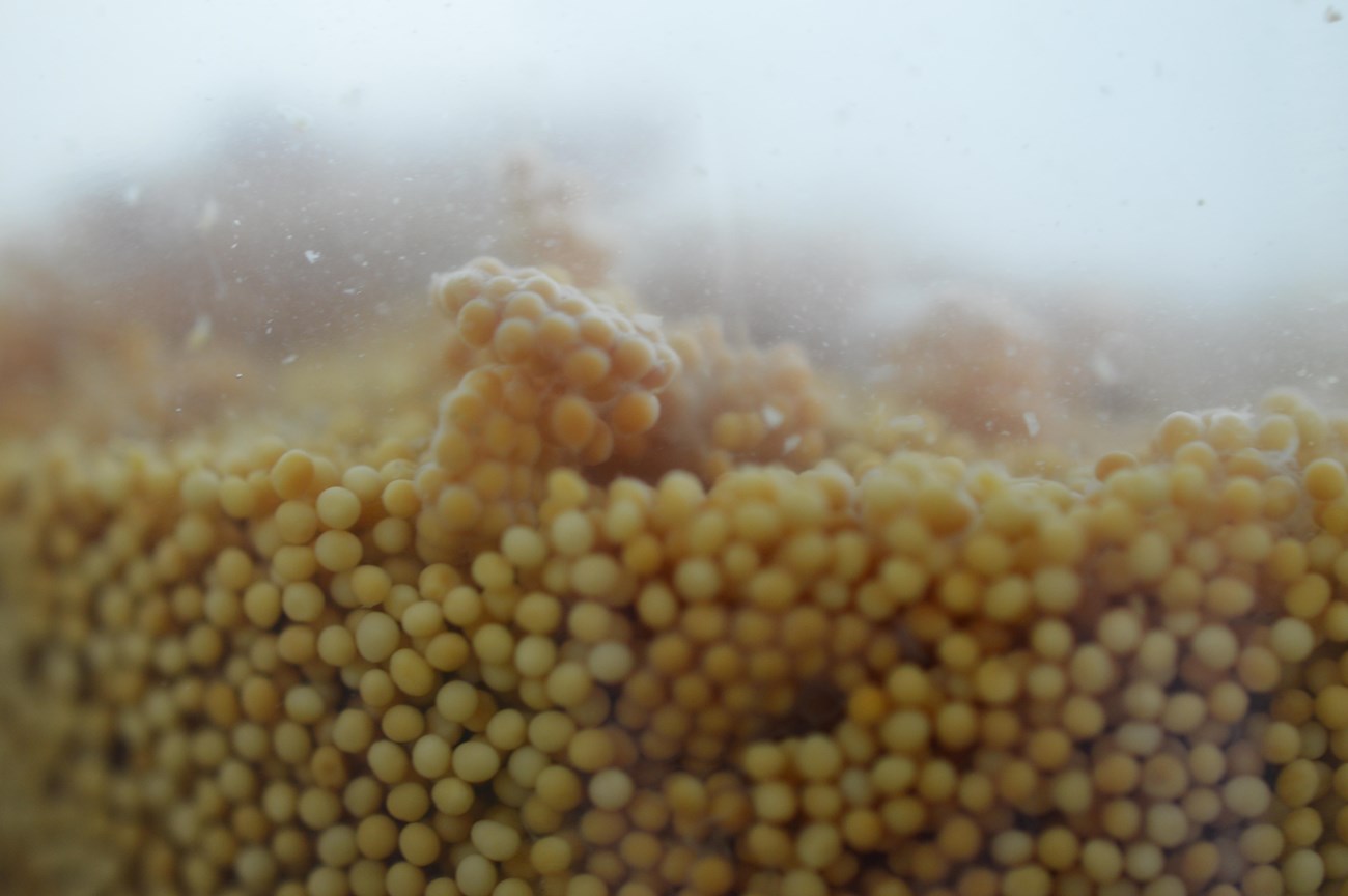 Small yellow sea lamprey eggs submerged in a tank of water.