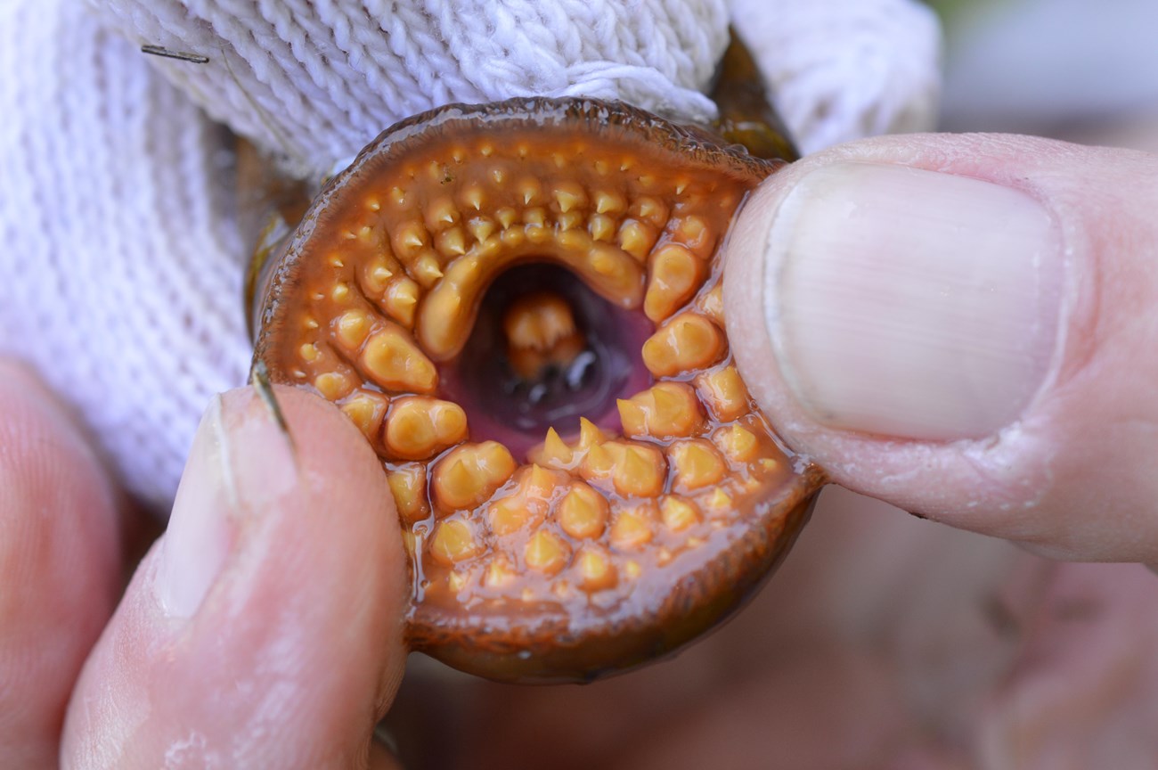 Two fingers spread a sea lamprey's mouth open revealing several rows of sharp teeth. In the throat is a serrated tongue.