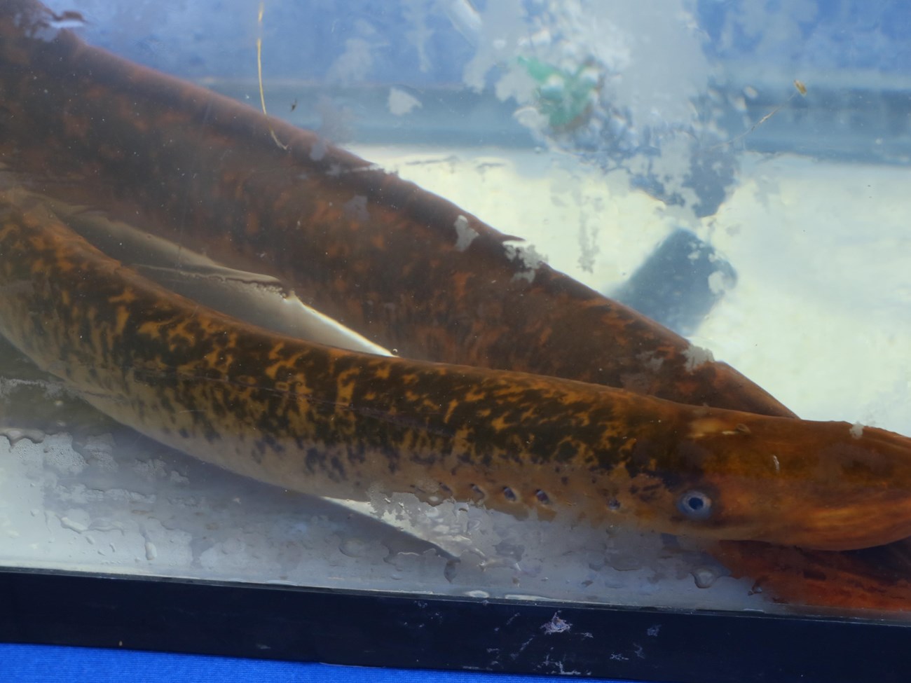 A sea lamprey in a water tank. In line on the lamprey's side are an eye and five gill openings.