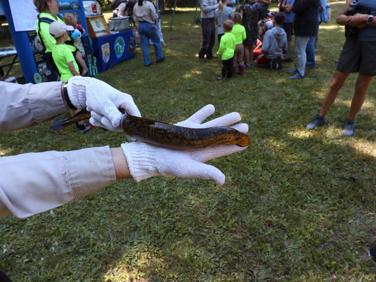 A technician holds a sea lamprey. The sea lamprey is attached at the pointer finger and stretches to the middle of the technician's forearm.