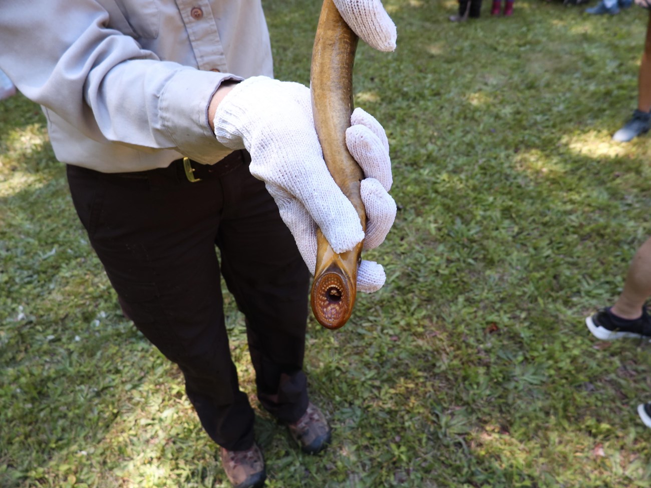 A gloved pair of hands holds a sea lamprey to show its mouth and teeth.