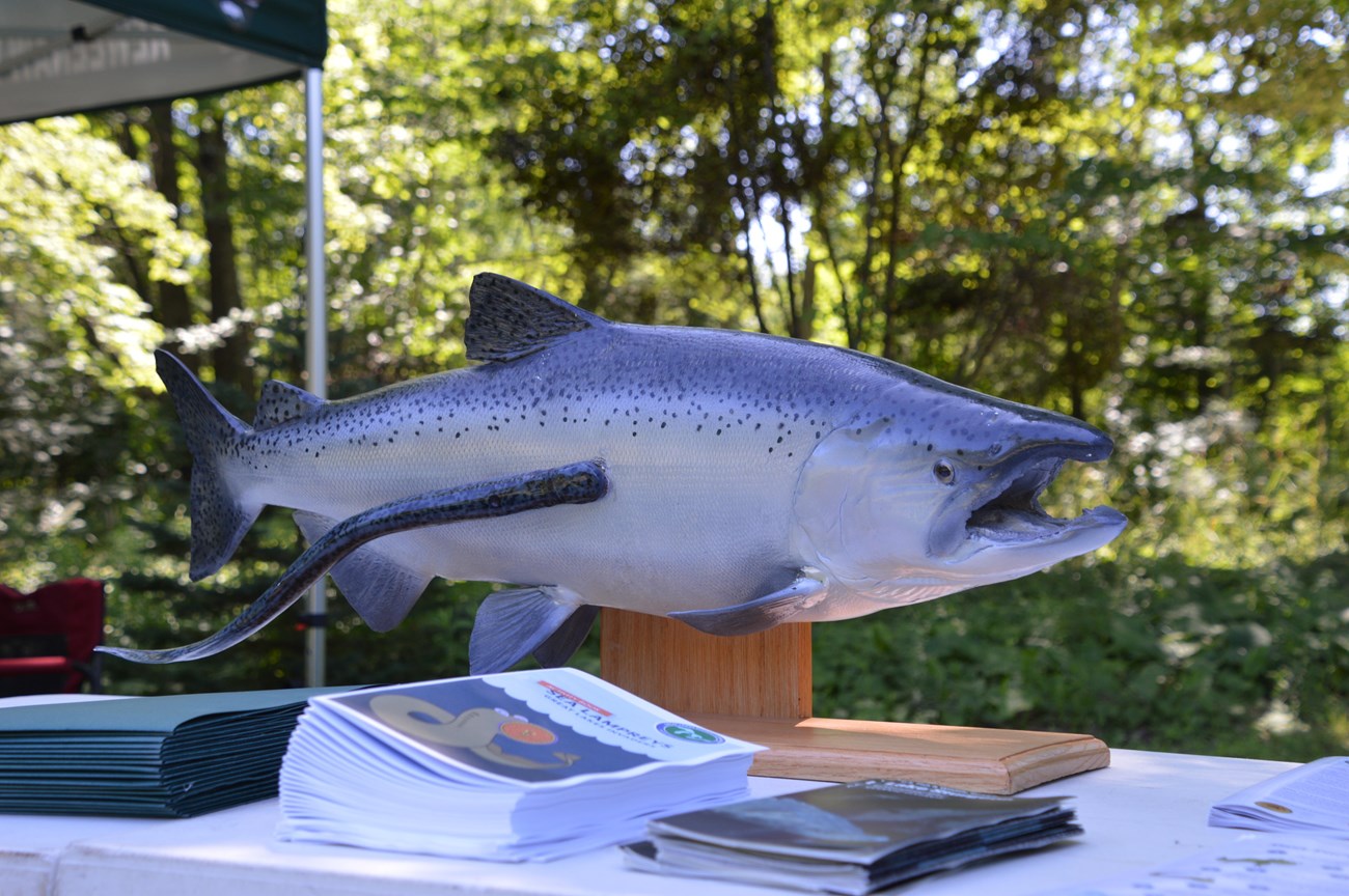 A plastic model of a fish with model sea lamprey attached to its body.