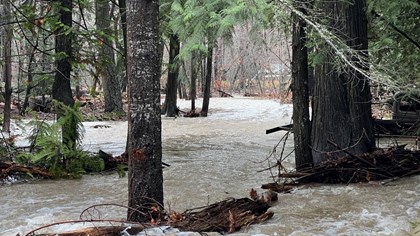 A large volume of tan water running through a forest with piles of debris at tree bases.