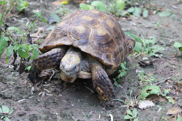 Texas Tortoise