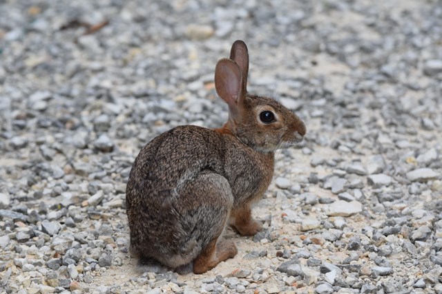 Eastern Cottontail Rabbit on the chaparral trail