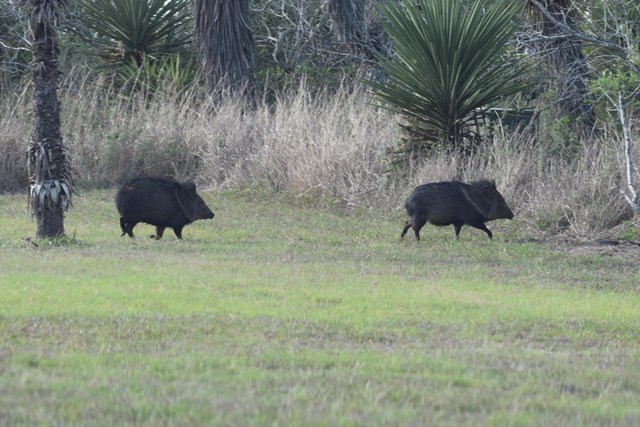 Javelina running into the brush