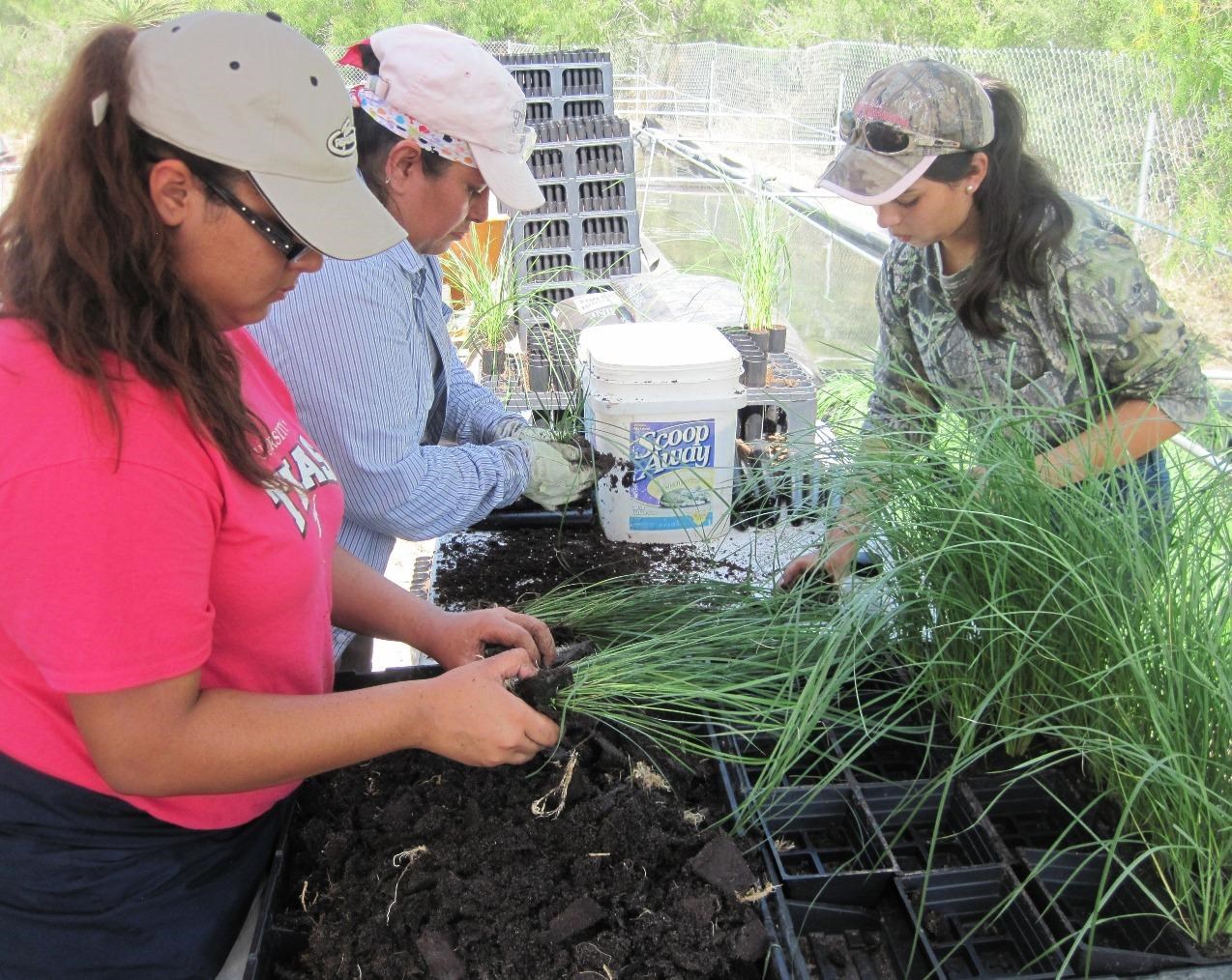 Volunteers transfer seedlings at the park's Gulf cordgrass nursery.