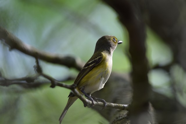 White-eyed vireo 