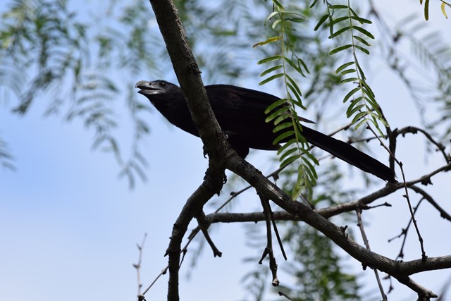 Groove-billed ani