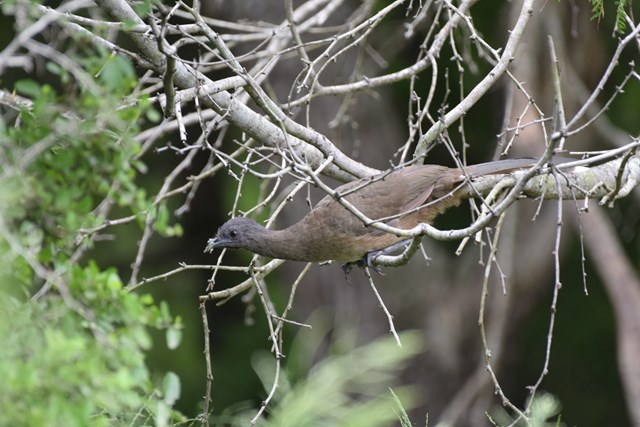 Plain Chachalaca