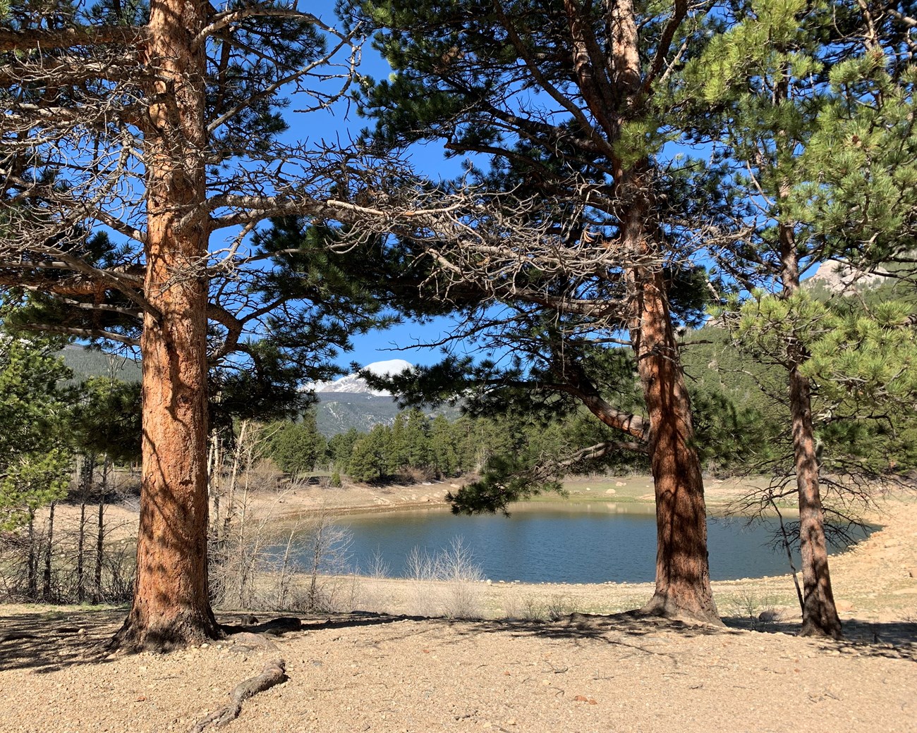 Small lake behind two large pines with mountains in the background.