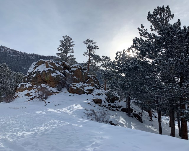 Large boulder with a few trees covered in snow