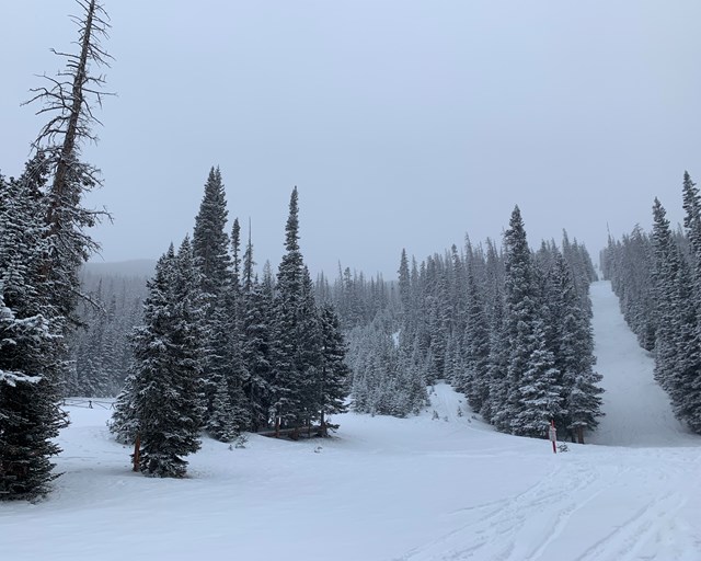 Snow covered meadow with tall pine trees.