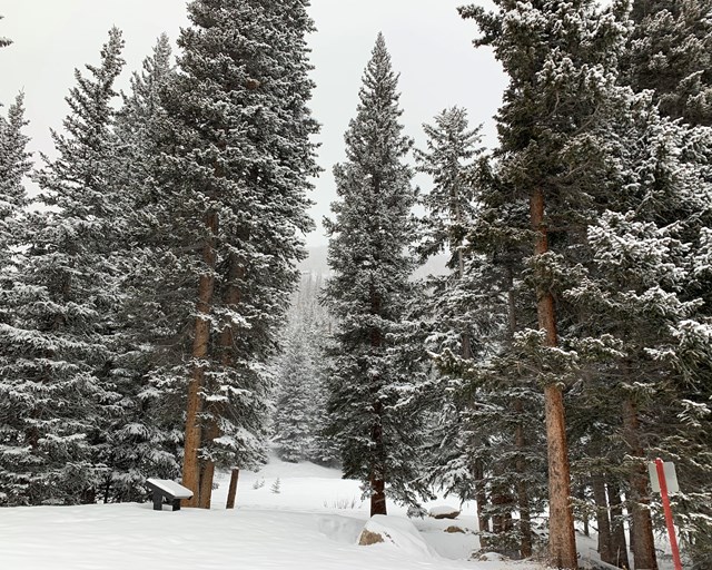 Snow covered footbridge with tall pine trees.