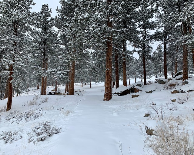 Snow covered path amongst pine trees.