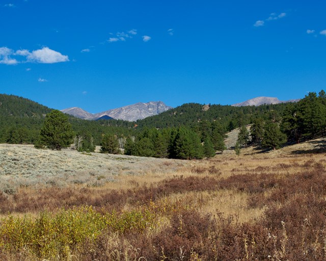 Meadow with tree line and mountains.