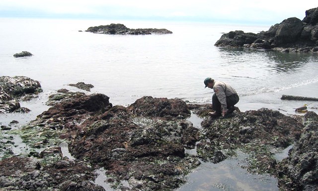 A NPS staff member looks through rocky tide pools