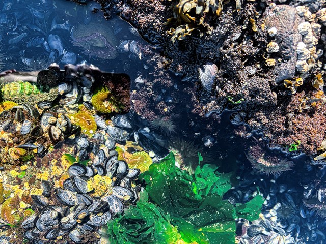 Various colorful tidepool organisms