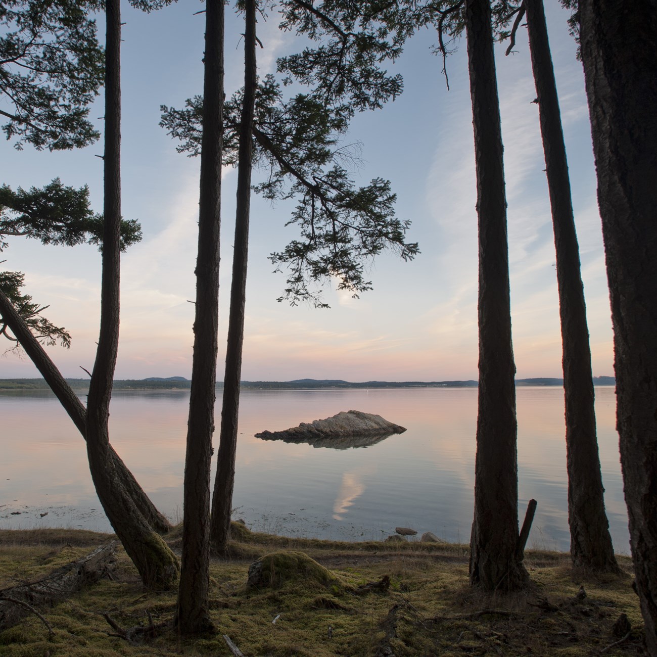 Looking through trees towards a beach