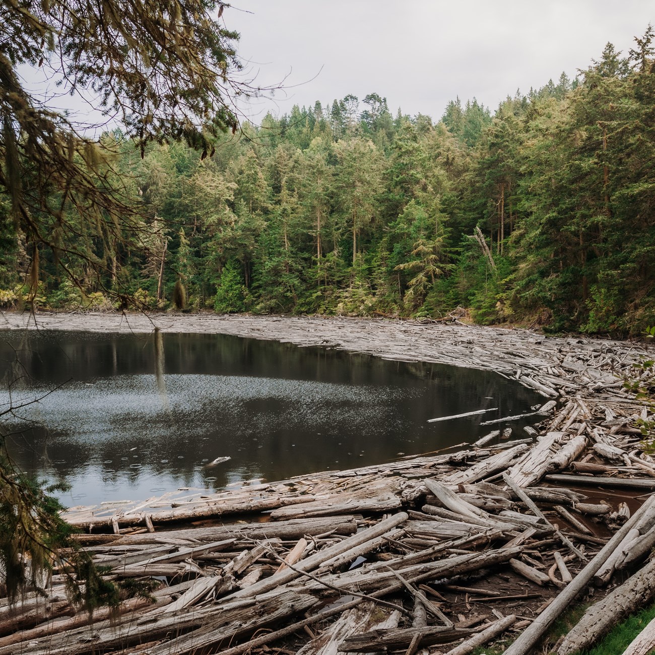 A lagoon surrounded by a dense forest