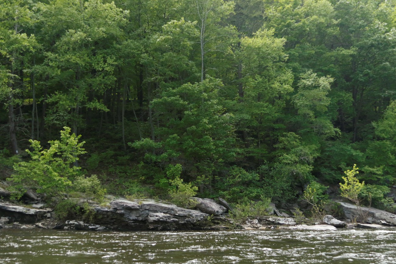 Forested area along river. Large, flattish rocks make up the shore. Some of the trees are marked with white squares.