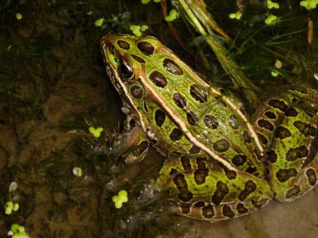 A green frog with brown spots rests in shallow water.